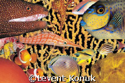Fish Soup by Levent Konuk 